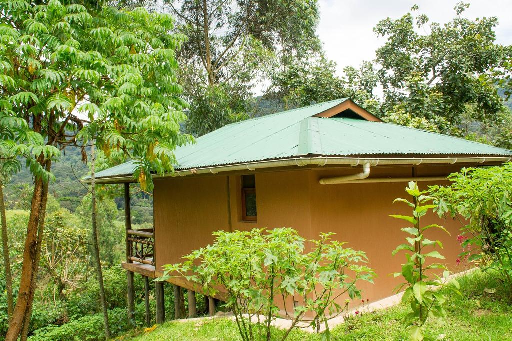 uganda bwindi lodge