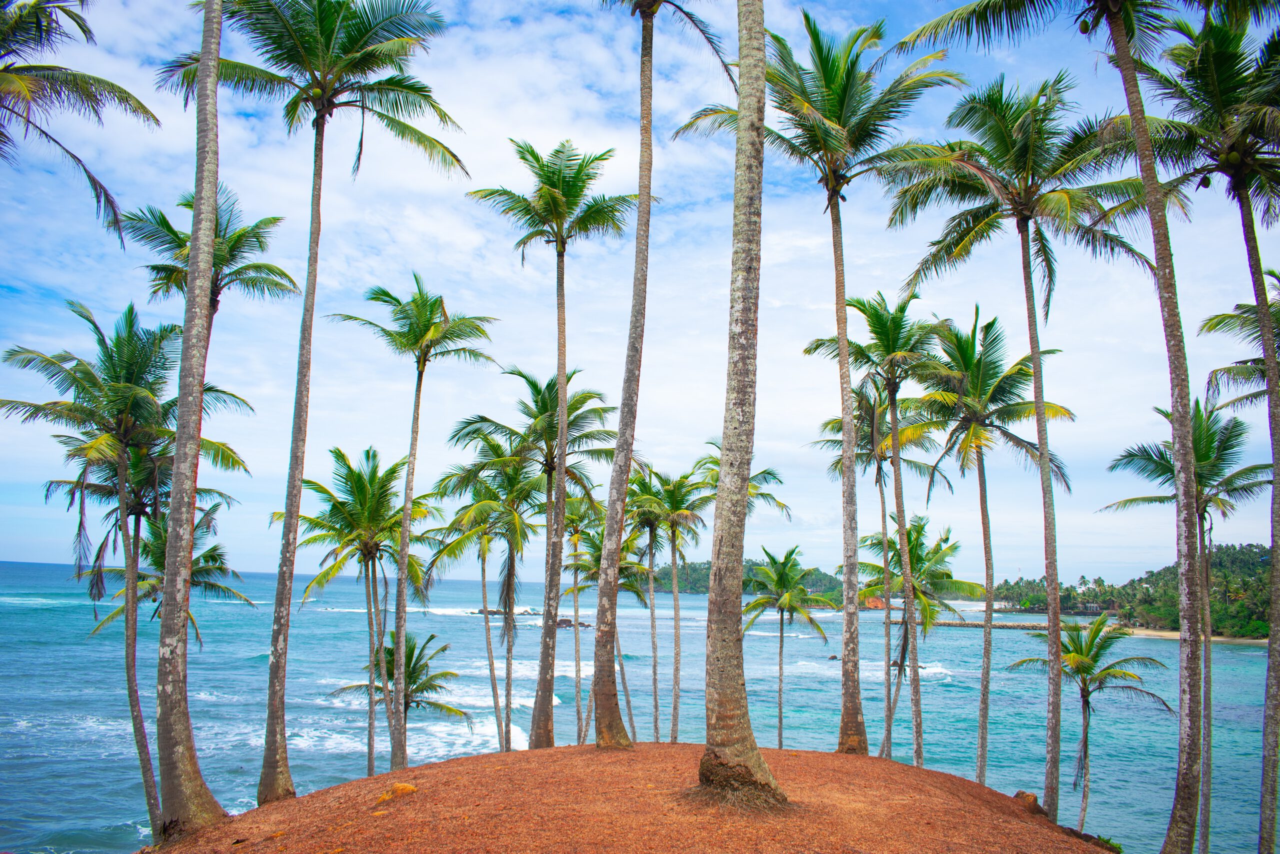 Mirissa palmy kokosowe