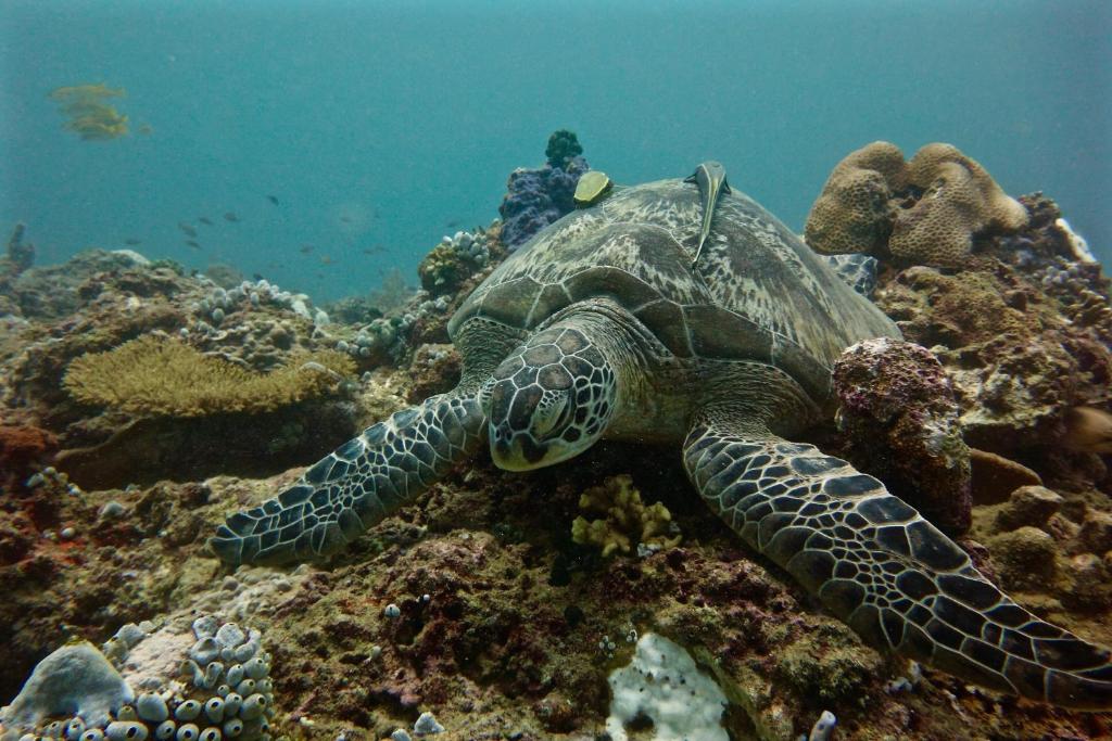 Perhentian Island resort żółw