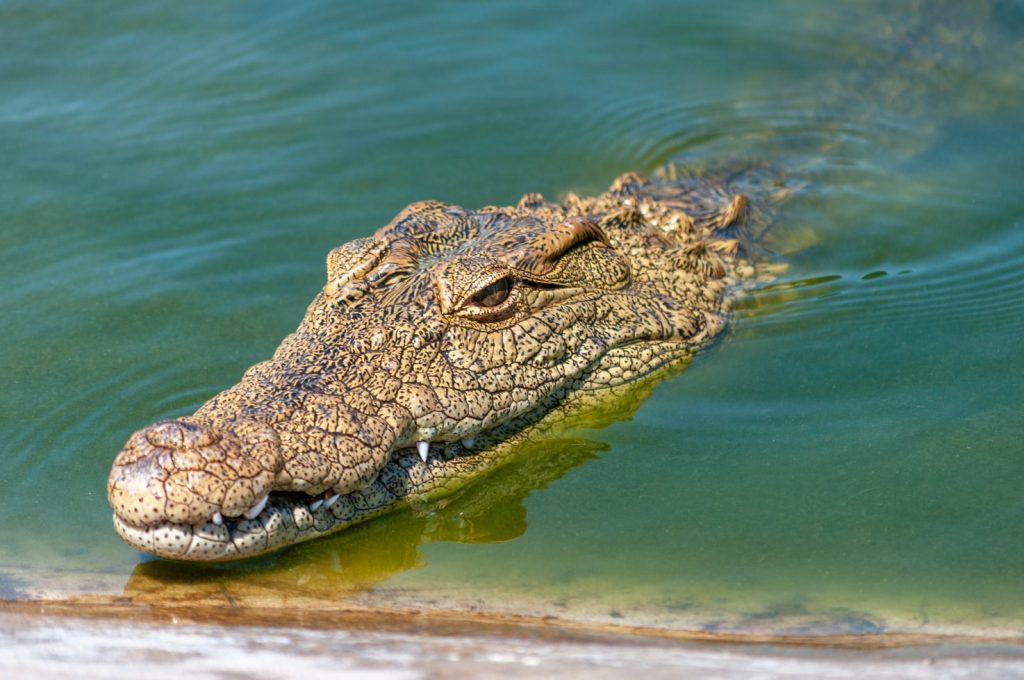 krokodyl RPA