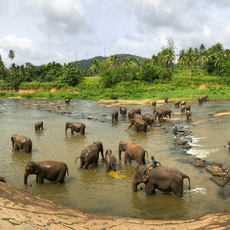 Sierociniec dla słoni, Sri Lanka