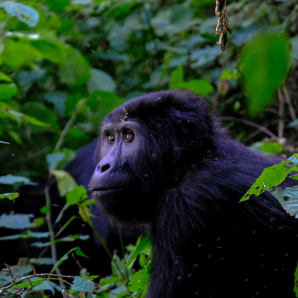 Szympans Uganda Kisoro