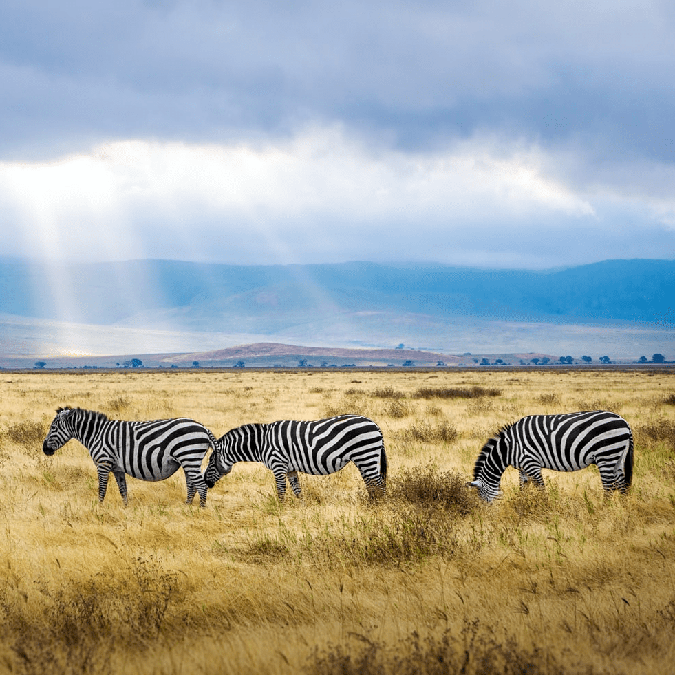 Zebry, Tanzania
