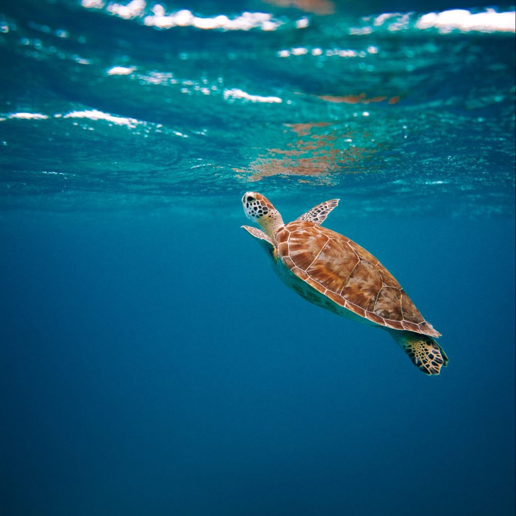 żółw morski Oman