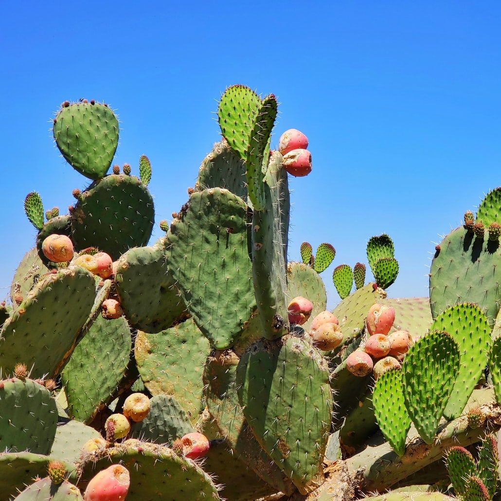 kaktusy Meksyk natura