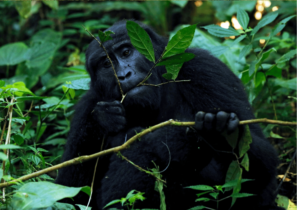 Goryl, Uganda