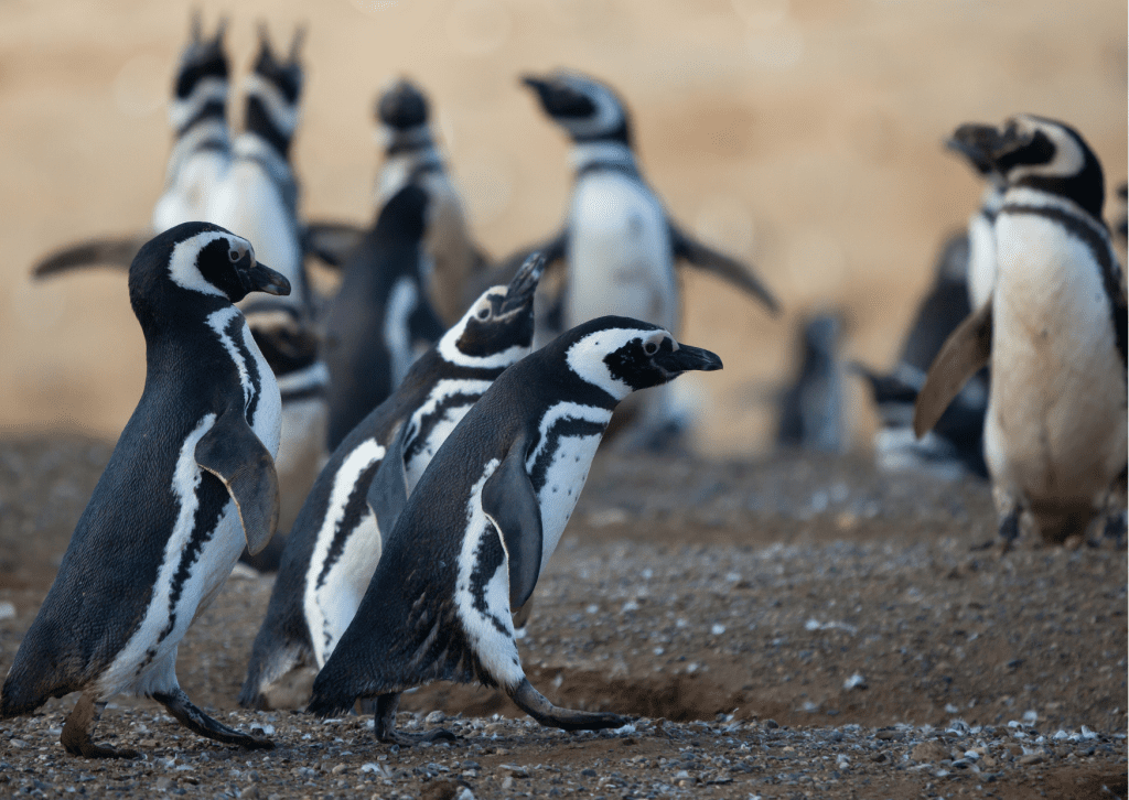 Pingwiny Magellańskie, Patagonia