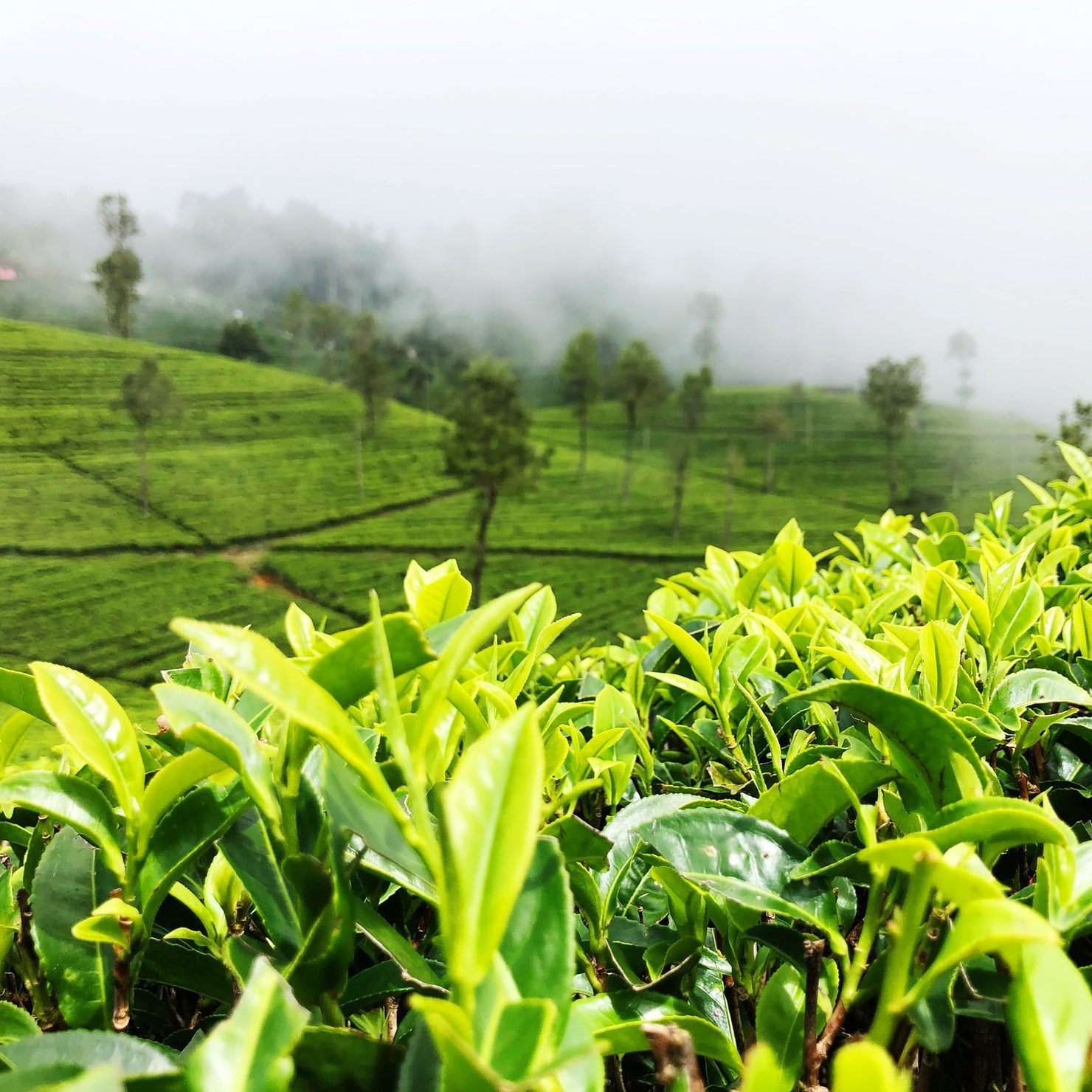 Sri Lanka planatacja herbaty atrakcje co zobaczyć