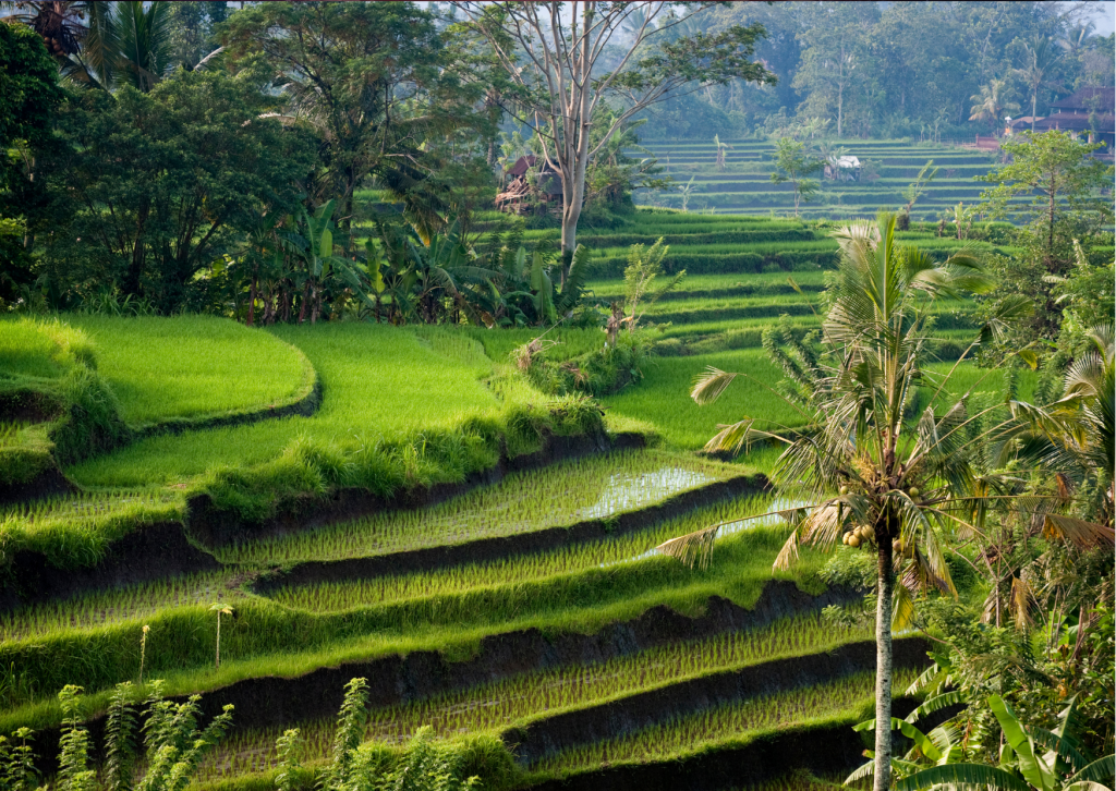 Tarasy ryżowe na Bali, Indonezja