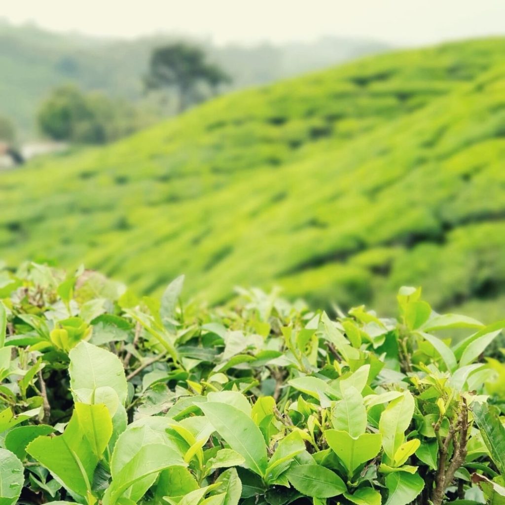 Munnar Indie plantacja herbaty wycieczka