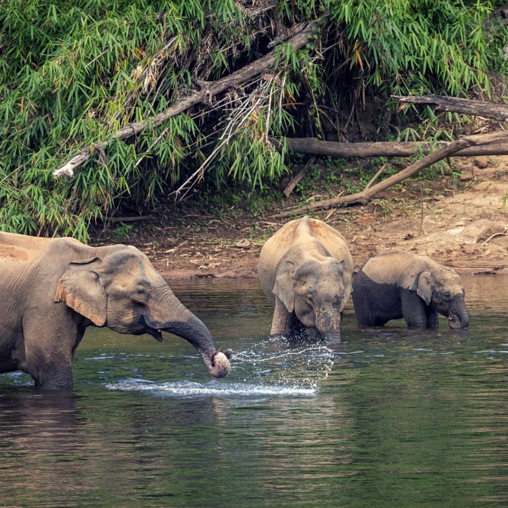 Periyar słonie wakacje Indie