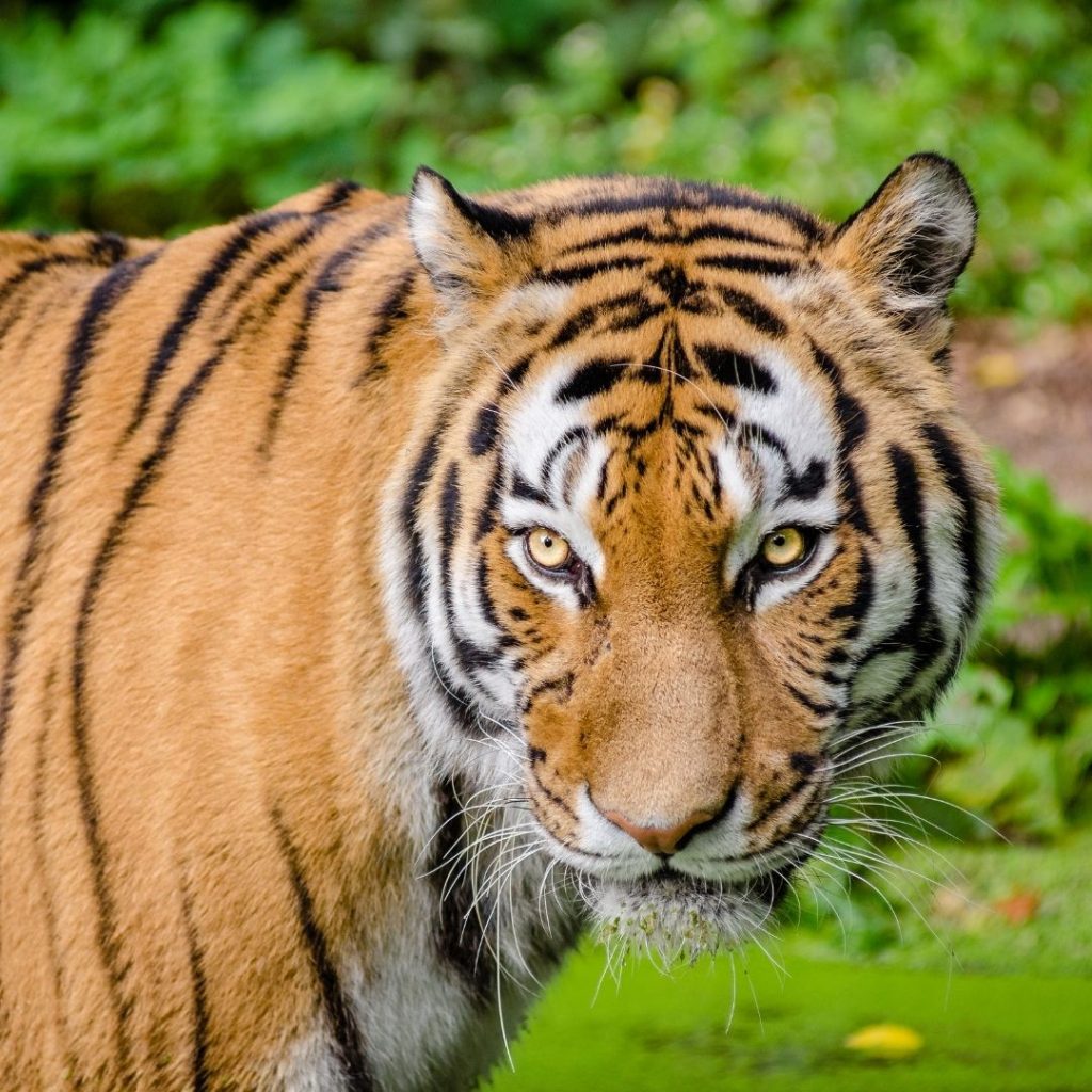 Periyar tygrys wycieczka Indie