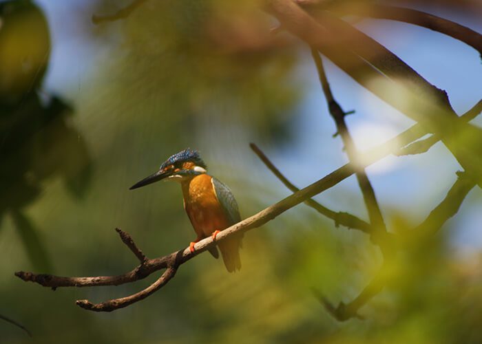 sri lanka ptak kingfisher